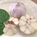 Fresh Red Normal White Garlic all size